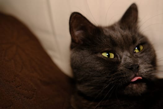 British cat shows its tongue after big yawns with sleepy face and green eyes
