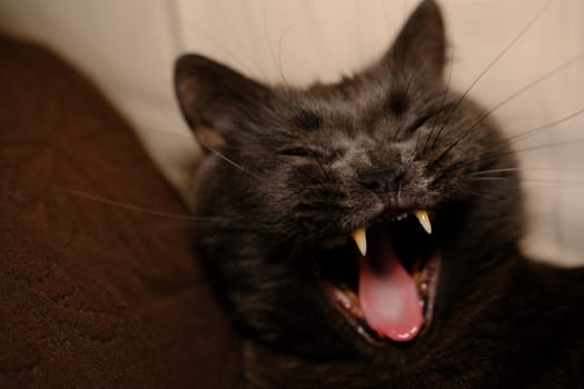 Lazy grey beauty british shorthair cat on cozy sofa. cat yawns. Cat canines, toothes. Cat with open mouth.