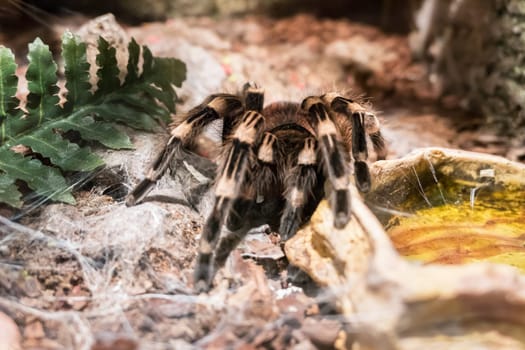Burgundy Goliath Bird Eater (Theraphosa stirmi) Theraphosa Tarantula are World Biggest Spider species.