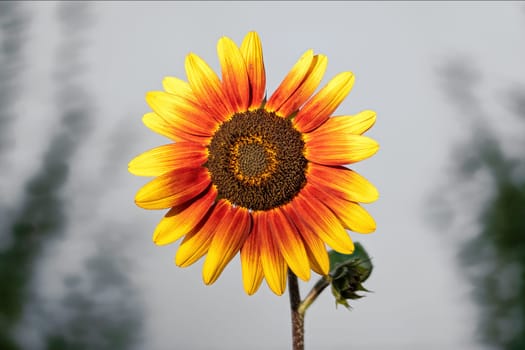 closeup of the blossom of a red yellow sunflower against a blurred background