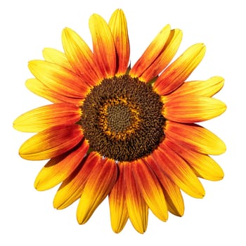 Detail shot of the blossom of a reddish yellow sunflower isolated on white
