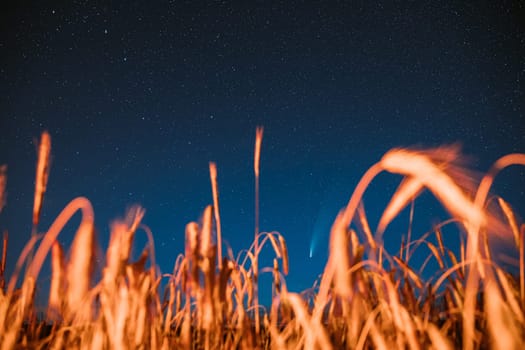 Belarus. 17 July 2020. Comet Neowise C/2020 F3 Shines Bright In The Night Starry Sky Above Young Wheat Field. Night Stars Above Summer Agricultural Field In July Month. Comet At A Distance Of 104 Million Kilometres.