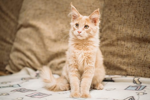 Funny Curious Young Red Ginger Maine Coon Kitten Cat Sitting At Home Sofa. Coon Cat, Maine Cat, Maine Shag.