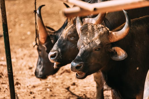 Goa, India. Gaur Bull, Bos Gaurus Or Indian Bison. It Is The Largest Species Among The Wild Cattle. In Malaysia, It Is Called Seladang, And Pyaung In Myanmar.