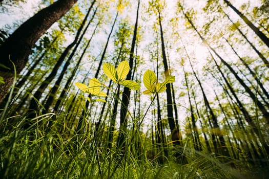 Bottom View Of Growing Small Young Sprigs Spring Green Trees. Sun Sunrays Shine Through Fresh Vegetation And Branches Leaves. Summer Sunny Day. Wide Angle.