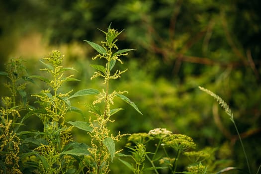 Twigs Of Wild Plant Nettle - Stinging Nettle - Urtica Dioica In Summer Spring Meadow. Close Up.