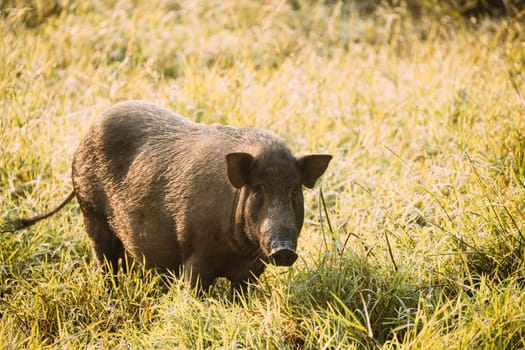 Big Household Black Pig In Fresh Green Grass In Farm. Pig Farming Is Raising And Breeding Of Domestic Pigs. It Is A Branch Of Animal Husbandry. Pigs Are Raised Principally As Food.