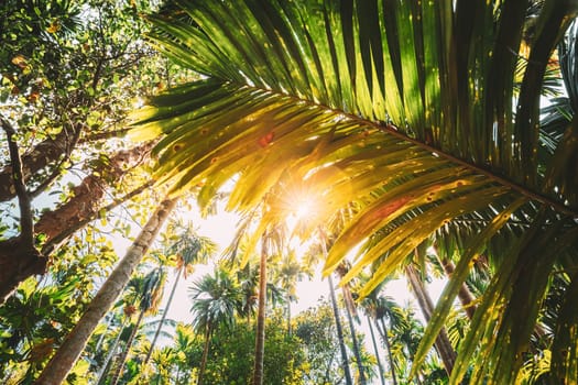 Goa, India. Bottom View Of Sun Shine Through Tropical Green Vegetation And Palm Branches Leaves. Summer Sunny Day. Wide Angle.