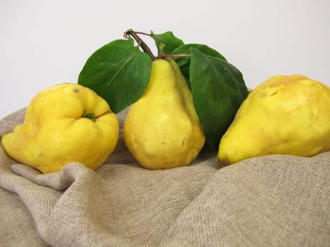 Ripe yellow pear quinces from the garden