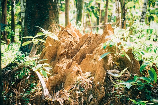 Goa, India. Anthill Of Termite Among Forest In Summer Sunny Day.