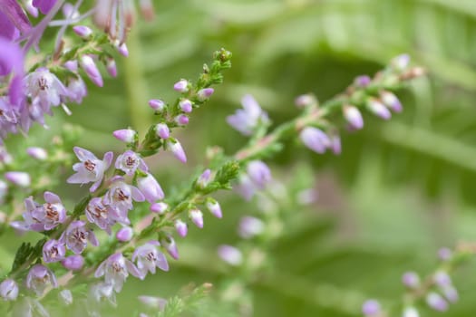 Heather. Branches with fine filigree purple flowers. Dreamy in the sunlight. Blurred background. Close up of plants