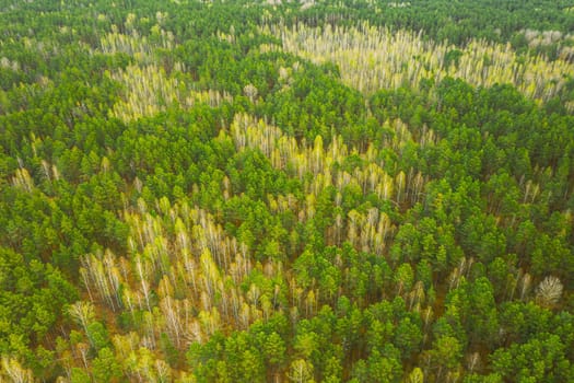 Spring Season. Aerial View Of Deciduous Trees Without Foliage Leaves And Green Pine Forest In Landscape In Early Spring. Top View From Attitude. European Woods At Springtime.