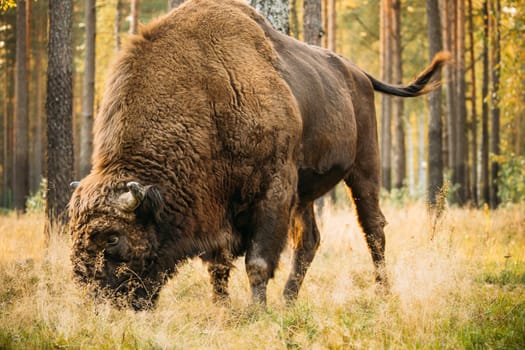 Belarus. European Bison Or Bison Bonasus, Also Known As Wisent Or European Wood Bison In Autumn Forest. Berezinsky Biosphere Reserve