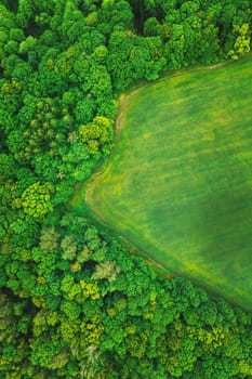 Aerial View Spring Summer Green Field And Forest Landscape. Top View Of Field And Forest. Bird's Eye View.