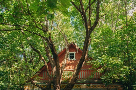 Belarus. Abandoned House Overgrown With Trees And Vegetation In Chernobyl Resettlement Zone. Chornobyl Catastrophe Disasters. Dilapidated House In Belarusian Village. Whole Villages Must Be Disposed.