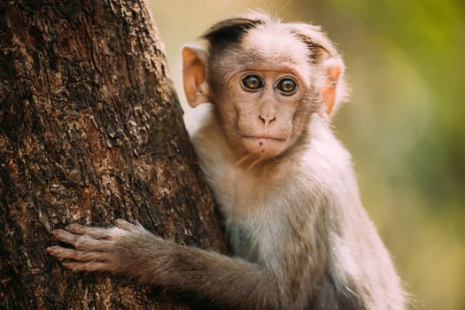 Goa, India. Young Bonnet Macaque - Macaca Radiata Or Zati Sitting On Tree. Close Up Portrait Of Cub. Monkey.