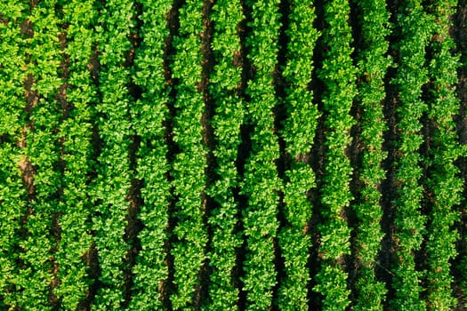Elevated Flat View Of Vegetable Garden, Potato Plantation, Potatoes Field At Summer Evening. Garden Beds.