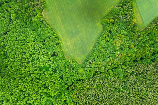 Aerial View Spring Summer Green Field And Forest Landscape. Top View Of Field And Forest. Bird's Eye View.