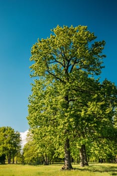 Tall Oak Trees With Young Spring Foliage Leaves. Spring Woods In Deciduous Forest Park. Beautiful Nature.