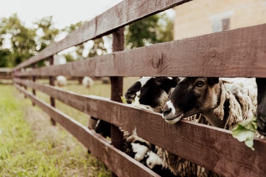Group of Suffolk British sheep in farm in wooden barn on a pasture in the field. Portrait of couple sheep looking at camera and posing as a model. Black-white sheep. High quality photo