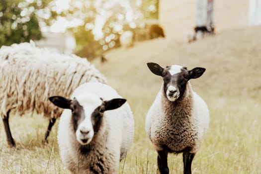 Group of Suffolk British sheep in farm on a pasture in the field with wooden barn. Portrait of two sheep looking at camera with interest and posing as a models. Black-white sheep. High quality photo