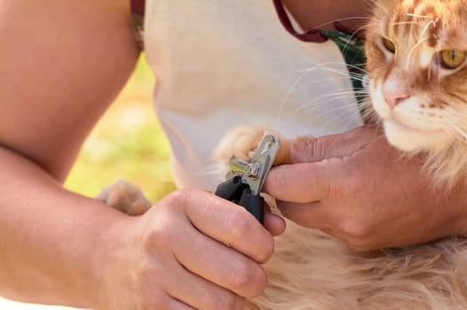 trimming the claws of a cat close-up. High quality photo