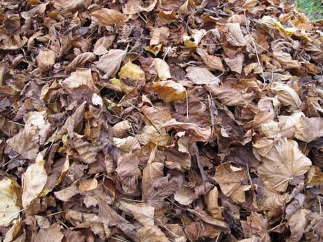 Maple and linden leaves on a ground area with foliage in autumn