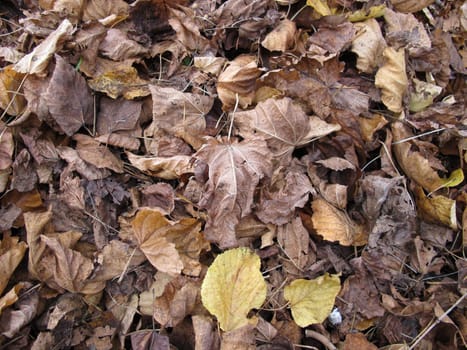 Maple and linden leaves on a ground area with foliage in autumn