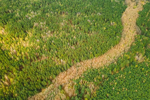 Spring Season. Aerial View Of Deciduous Trees Without Foliage Leaves And Green Pine Forest In Landscape In Early Spring. Top View From Attitude. European Woods At Springtime. Natural Border.