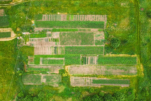 Aerial View Of Vegetable Garden. Potato Plantation At Summer Day. Village Garden Beds.