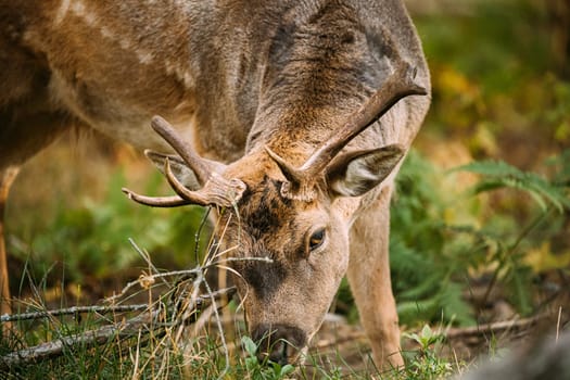 Belarus. Fallow Deer Or Dama Dama Grazes In Autumn Forest. Close Up Deer.