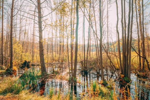 Trees Woods Standing In Flood Water After Autumn Rains. Beautiful autumn landscape.