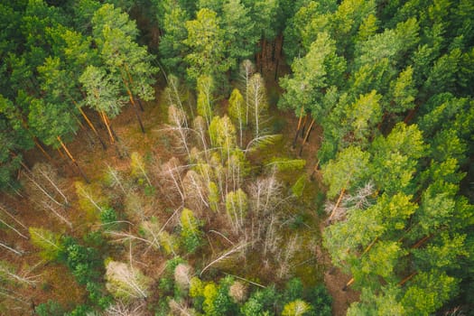 Spring Season. Aerial View Of Deciduous Trees Without Foliage Leaves And Green Pine Forest In Landscape In Early Spring. Young Birches Bent By Snow Grow Among Pine Forest.