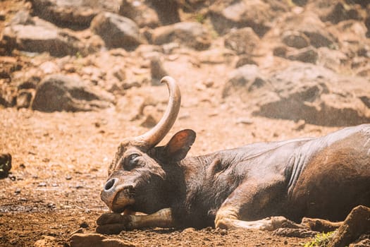 Goa, India. Gaur Bull, Bos Gaurus Or Indian Bison Resting On Ground. It Is The Largest Species Among The Wild Cattle. In Malaysia, It Is Called Seladang, And Pyaung In Myanmar.