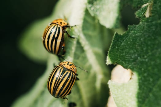 Colorado Striped Beetles - Leptinotarsa Decemlineata. This Beetle Is A Serious Pest Of Potatoes.