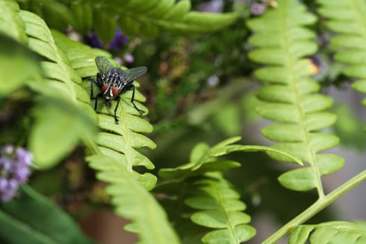 Flesh fly on a green leaf with light and shadow. Hairy legs in black and gray. Insect feeding. Macro shot of a fly