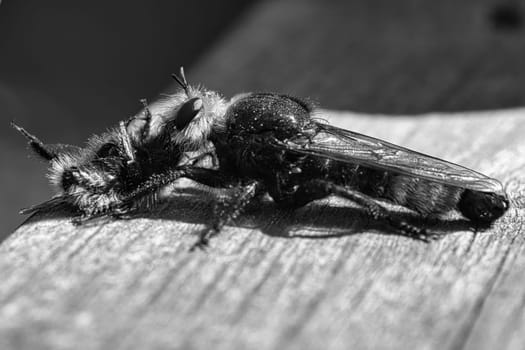 Yellow murder fly or yellow robber fly as black and white image with a bumblebee as prey. The insect is sucked out by the hunter. Yellow black hairs cover the hunter. Macro shot from nature