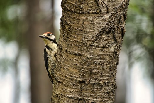 Great spotted woodpecker foraging in the forest on a tree with blurred background. Animal shot from nature
