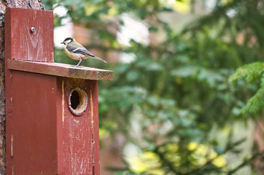 Great tit on a red bird house. Animal shot of a songbird from nature. Animal photo