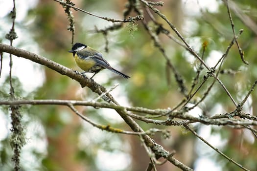 Great tit sitting in tree on a branch. Wild animal foraging for food. Animal shot of a bird from nature