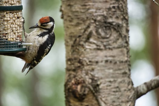 Great spotted woodpecker foraging in the forest on a tree with blurred background. Animal shot from nature