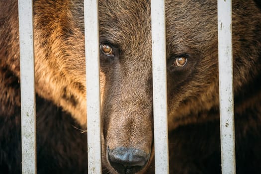 European Eurasian Brown Russian Bear Ursus Arctos Arctos In Cage. Look Through the Bars
