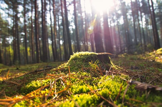 Sunlight falling through a forest of pine trees. Trees and moss on the forest floor. Romantic, mythical nature mood. Nature shot from the forest