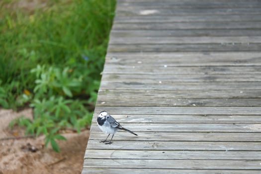 Pied wagtail on a footbridge at the water's edge. Songbird on the shore of a lake. Animal photo of bird