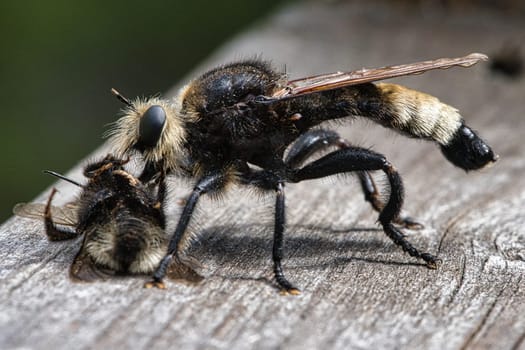 Yellow murder fly or yellow robber fly with a bumblebee as prey. The insect is sucked out by the hunter. Yellow black hairs cover the hunter. Macro shot from nature
