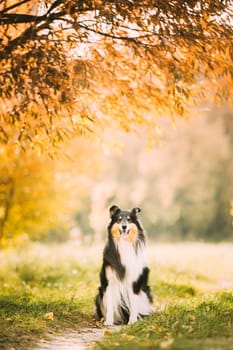 Tricolor Rough Collie, Funny Scottish Collie, Long-haired Collie, English Collie, Lassie Dog Posing Outdoors In Park. Portrait In Autumn Park.