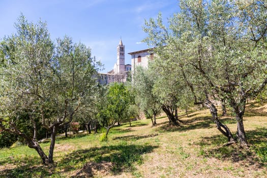 Olive trees in Assisi village in Umbria region, Italy. The town is famous for the most important Italian St. Francis Basilica (Basilica di San Francesco)