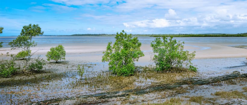 Australian Mangrove Ecosystem.  Avicennia marina or Grey Mangroves showing their peg-like roots, and growing along the foreshore of the Fraser Coast. Mud flats at low tide.