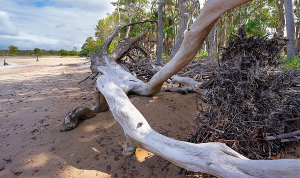 Beachfront erosion on the Fraser Coast, Queensland. Debris, damage and washed away trees litter the shoreline from wild weather.