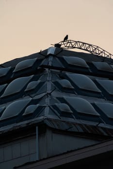 A crow on top of a modern building